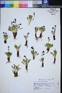 Primula nevadensis image
