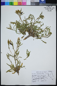 Mentzelia lagarosa image