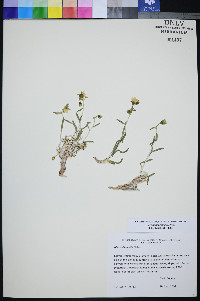 Mentzelia polita image