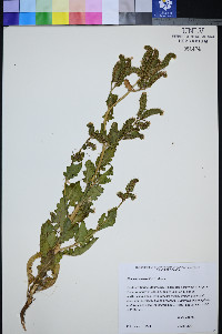 Phacelia anelsonii image