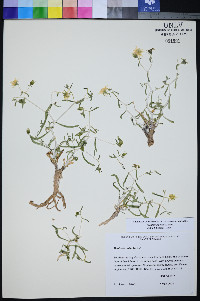 Mentzelia polita image