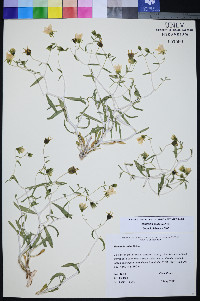 Mentzelia polita image