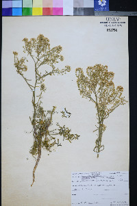 Lepidium montanum image