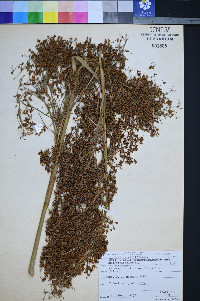 Cladium californicum image