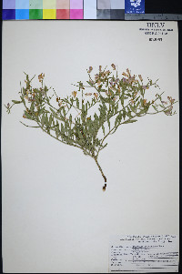 Rhinotropis subspinosa image