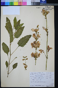 Penstemon palmeri image