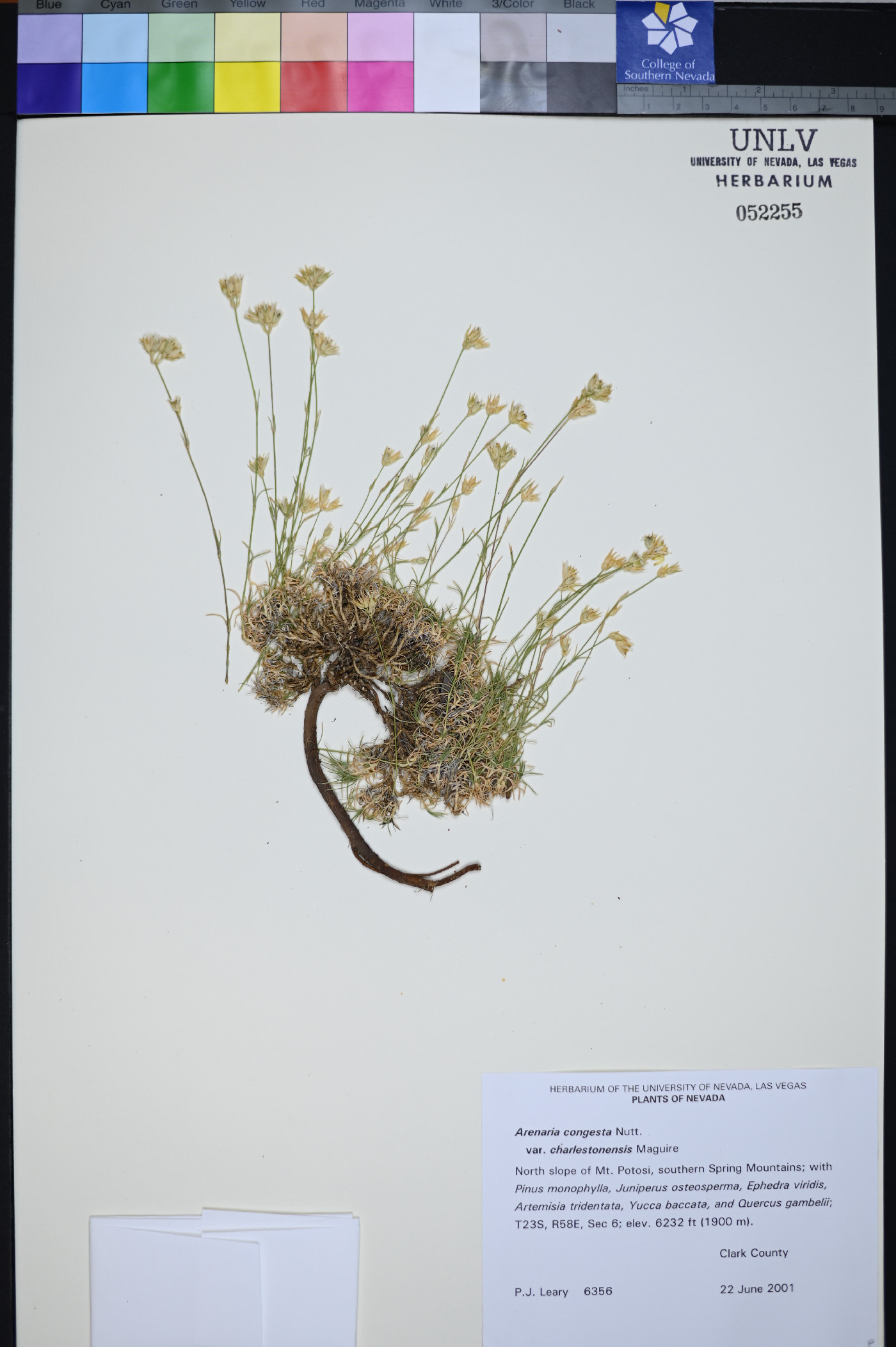 Eremogone congesta var. charlestonensis image