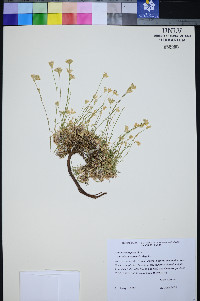 Eremogone congesta var. charlestonensis image