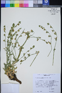 Frasera albomarginata image
