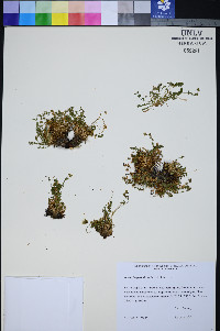 Ivesia jaegeri image