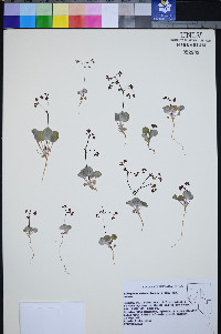 Eriogonum nutans image