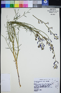 Astragalus serenoi var. serenoi image
