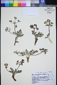 Lomatium fimbriatum image