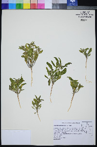 Oryctes nevadensis image