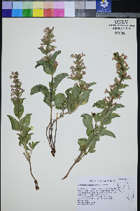 Penstemon arenarius image
