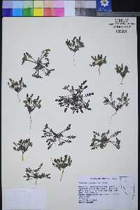 Phacelia inundata image