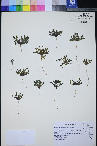 Phacelia inundata image