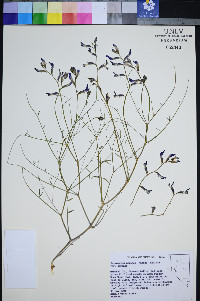 Astragalus serenoi var. serenoi image