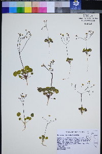 Eriogonum rubricaule image