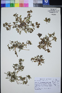 Phacelia inundata image