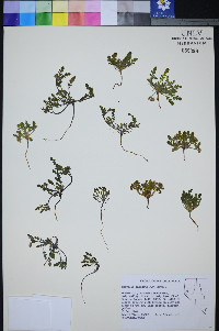 Phacelia inundata image