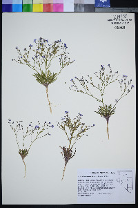 Gilia heterostyla image