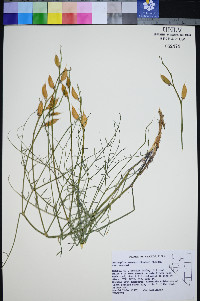 Astragalus serenoi image