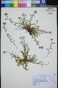 Ivesia kingii var. kingii image