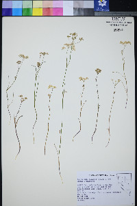 Perideridia lemmonii image