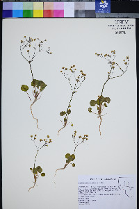Eriogonum rubricaule image