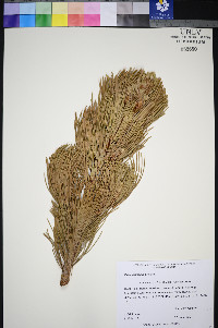 Pinus albicaulis image