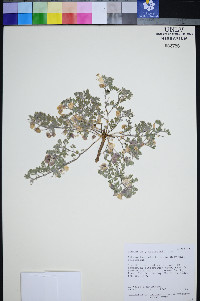 Astragalus pulsiferae image