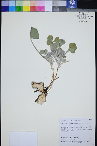 Pediomelum castoreum image