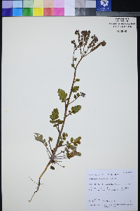 Phacelia petrosa image