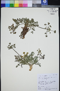Lomatium foeniculaceum subsp. macdougalii image