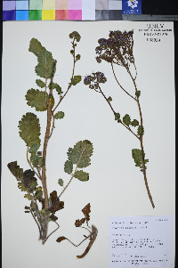 Phacelia petrosa image