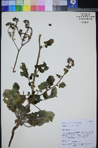Phacelia petrosa image