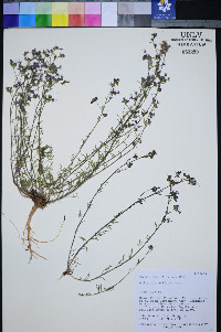 Aliciella pinnatifida image