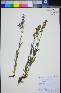 Penstemon leiophyllus var. leiophyllus image