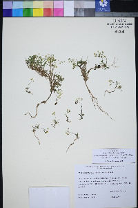 Draba pedicellata image
