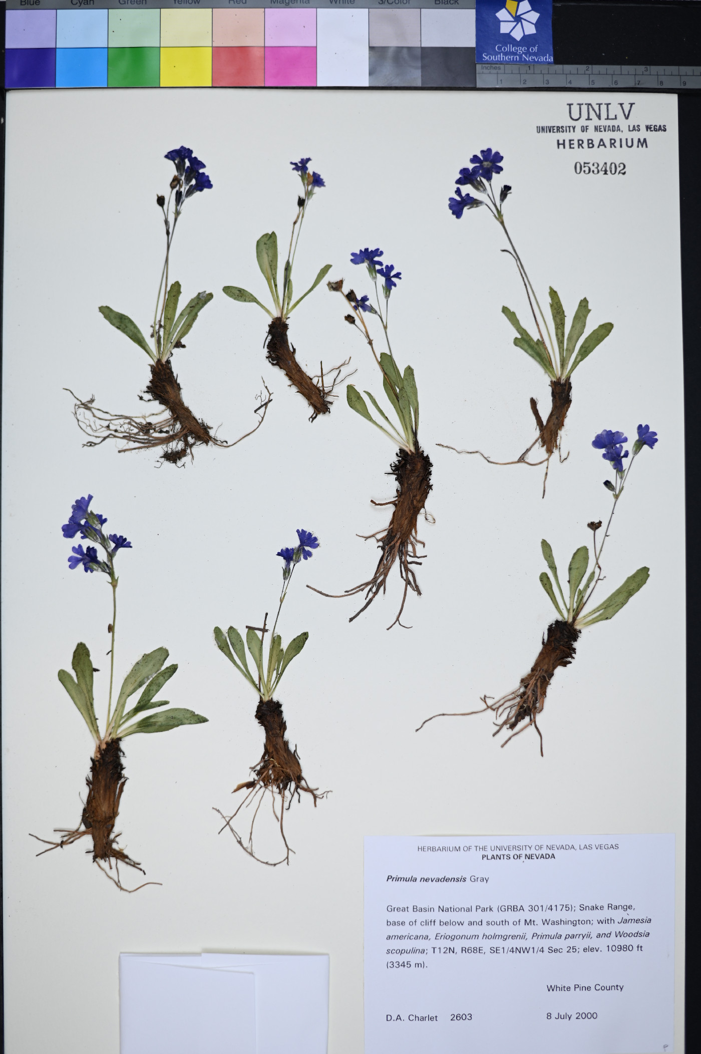 Primula nevadensis image