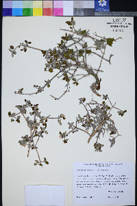 Jamesia tetrapetala image