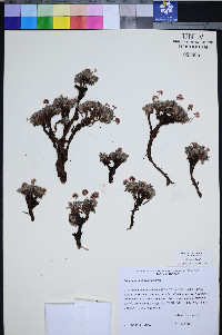 Eriogonum holmgrenii image