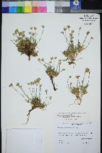 Eremogone congesta var. subcongesta image