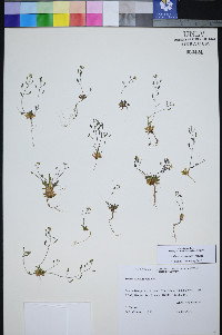 Draba crassifolia image
