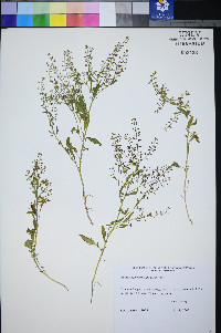 Rorippa sphaerocarpa image