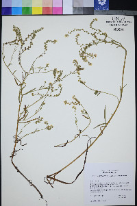 Plagiobothrys figuratus image