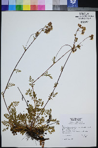 Horkelia fusca var. parviflora image