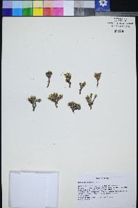 Lepidium nanum image