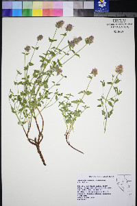 Agastache cusickii image